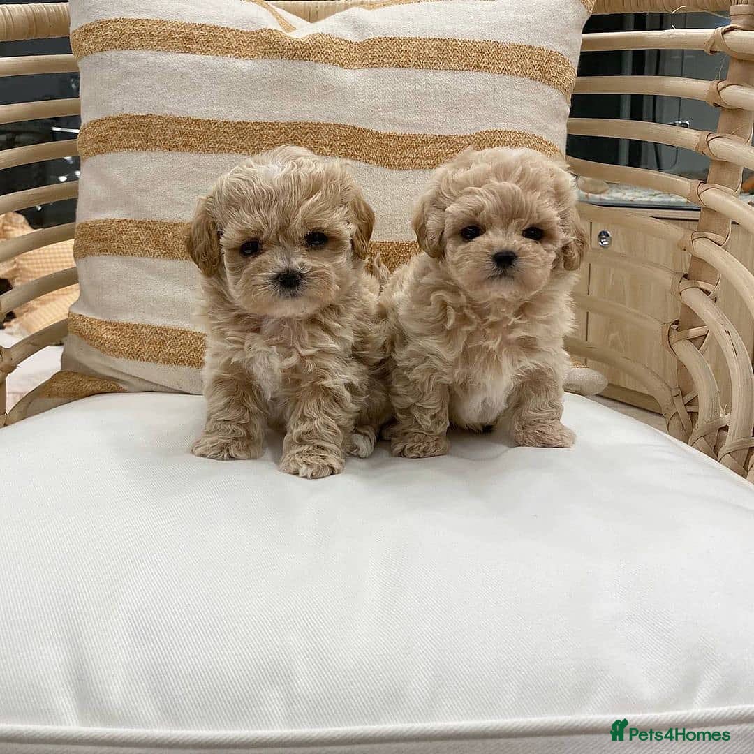 Maltipoo dogs for sale: tea cup maltipoo puppies for sale  - Image 8