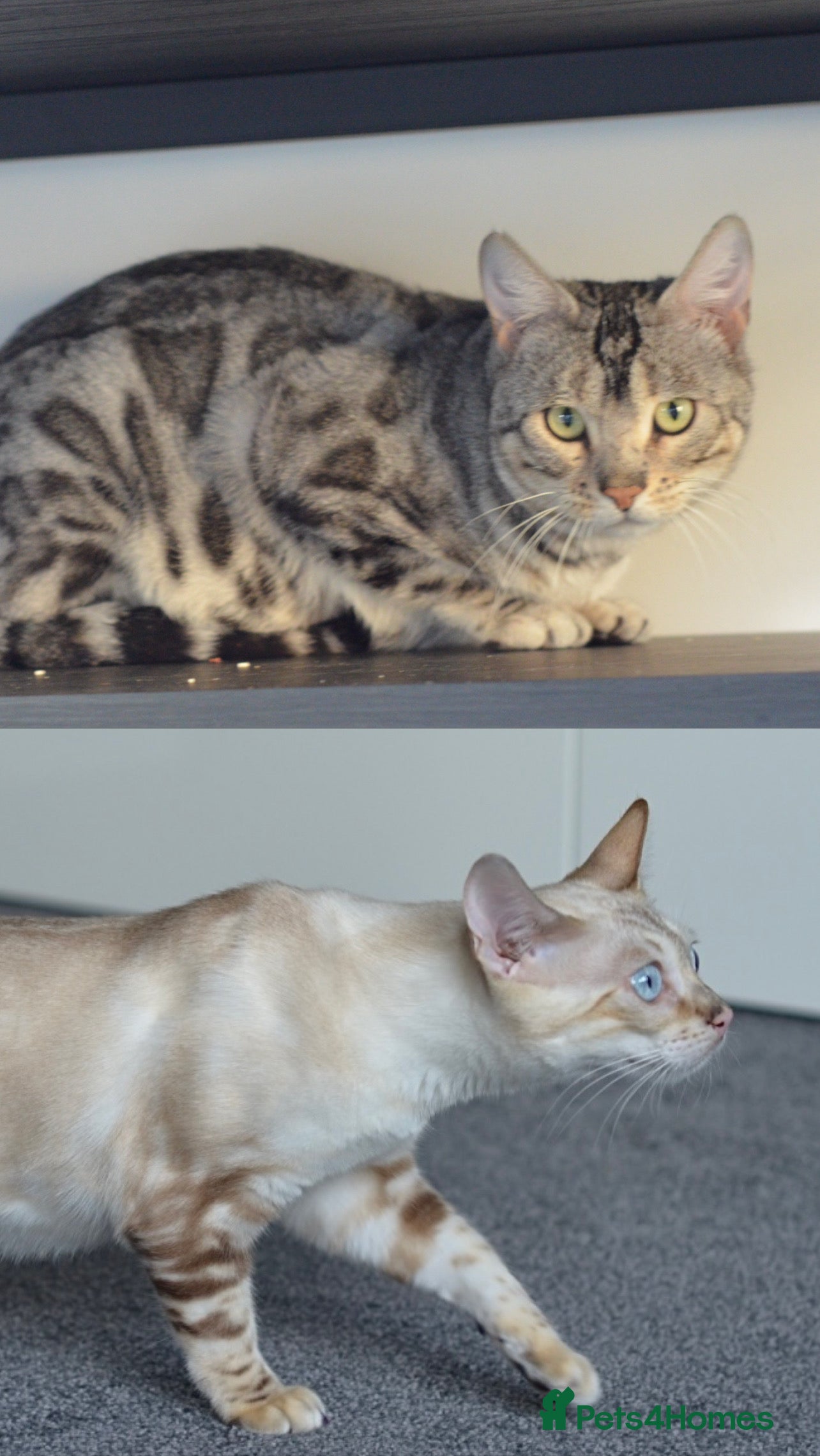 Bengal cats 🧬LIMITED BENGAL KITTENS DUE JAN🧬 - Advert 2