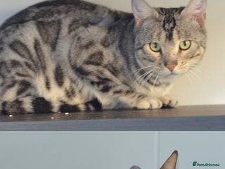 Bengal cats 🧬LIMITED BENGAL KITTENS DUE JAN🧬 - Advert 1