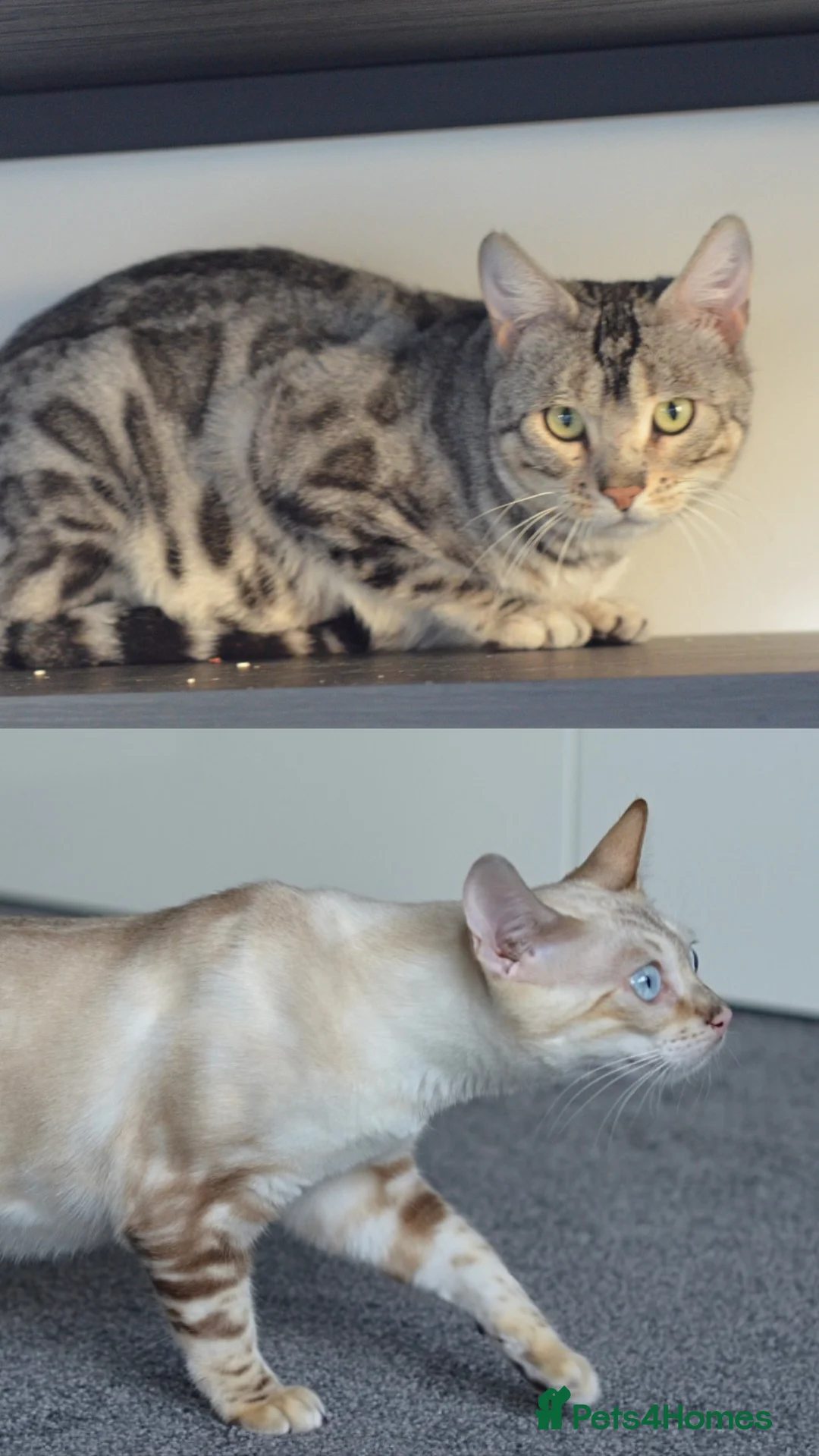 Bengal cats for sale: 🧬LIMITED BENGAL KITTENS🧬 2 females left - Advert 7