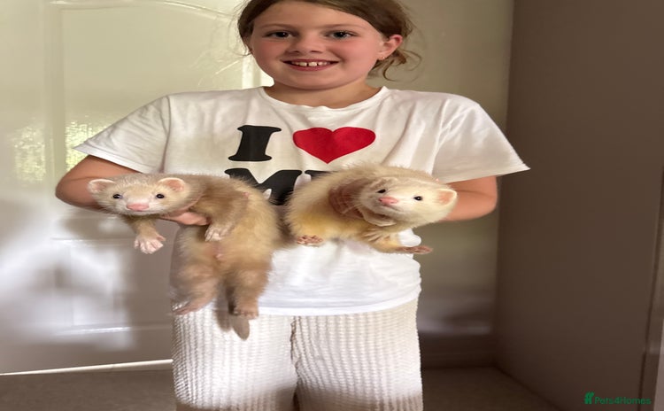 Ferret rodents - Advert 14