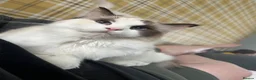 Ragdoll cats for sale: Tica Registered Ragdoll Boys  - Advert 7