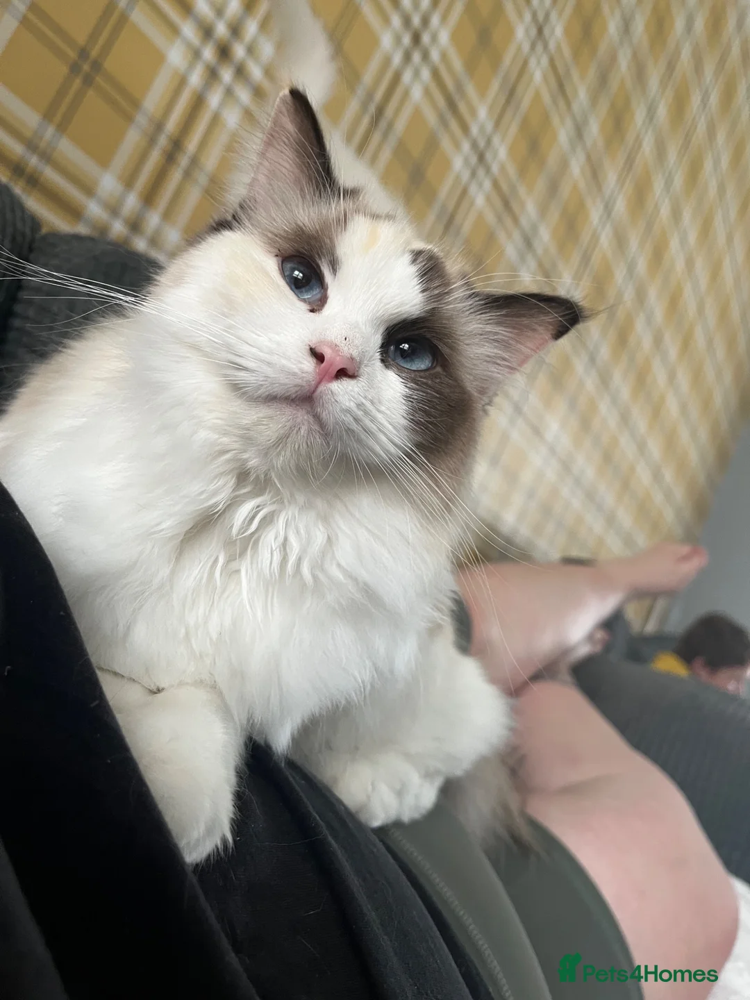 Ragdoll cats for sale: Tica Registered Ragdoll Boys  - Advert 7