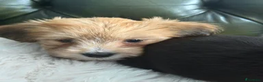 Puppy 3