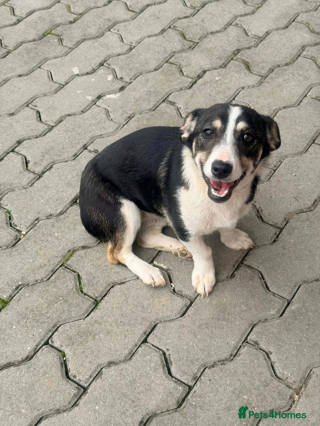 Mixed Breed dogs for adoption: Lilly - In Ayr looking for a home  - Advert 1