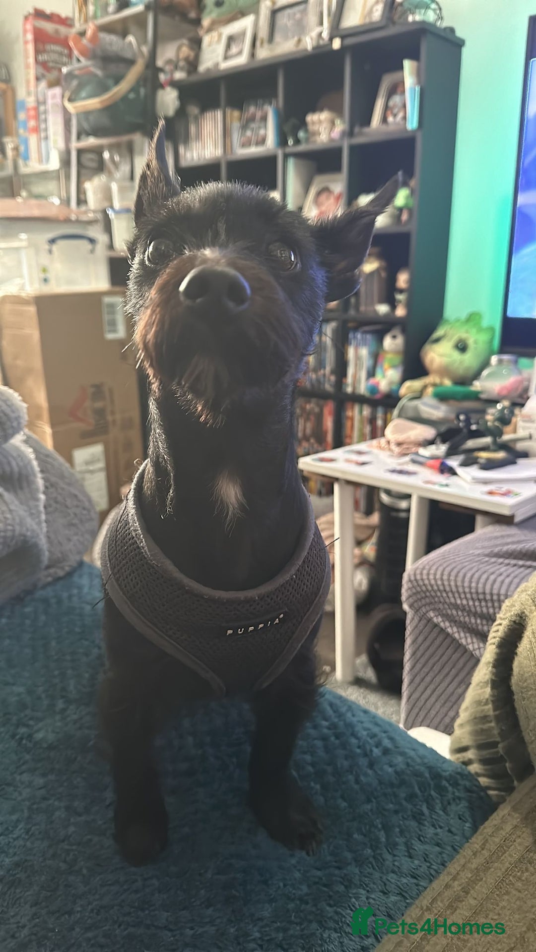 Mixed Breed dogs for adoption: 💙🐶 BUDDY 🐶💙 - Image 12