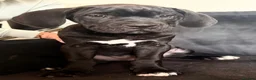 Cane Corso dogs for sale: CANE CORSO PUPPIES - Advert 12