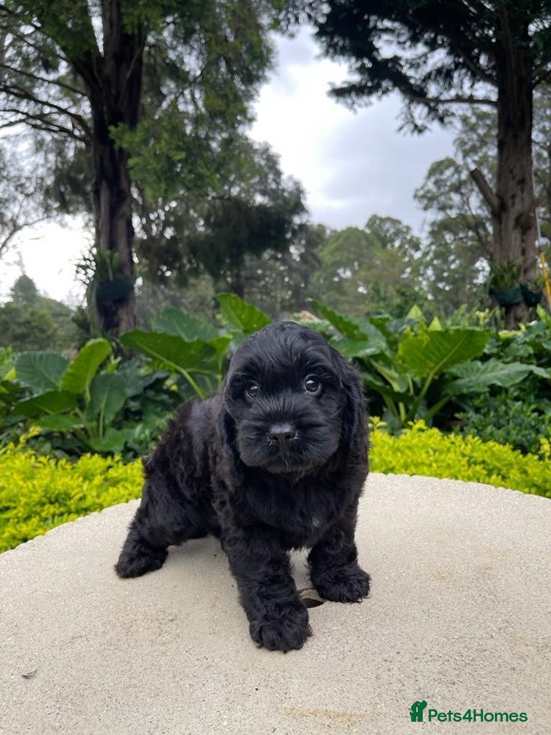 Toy Poodle dogs for sale: Toy poodles need a forever homes - Advert 4