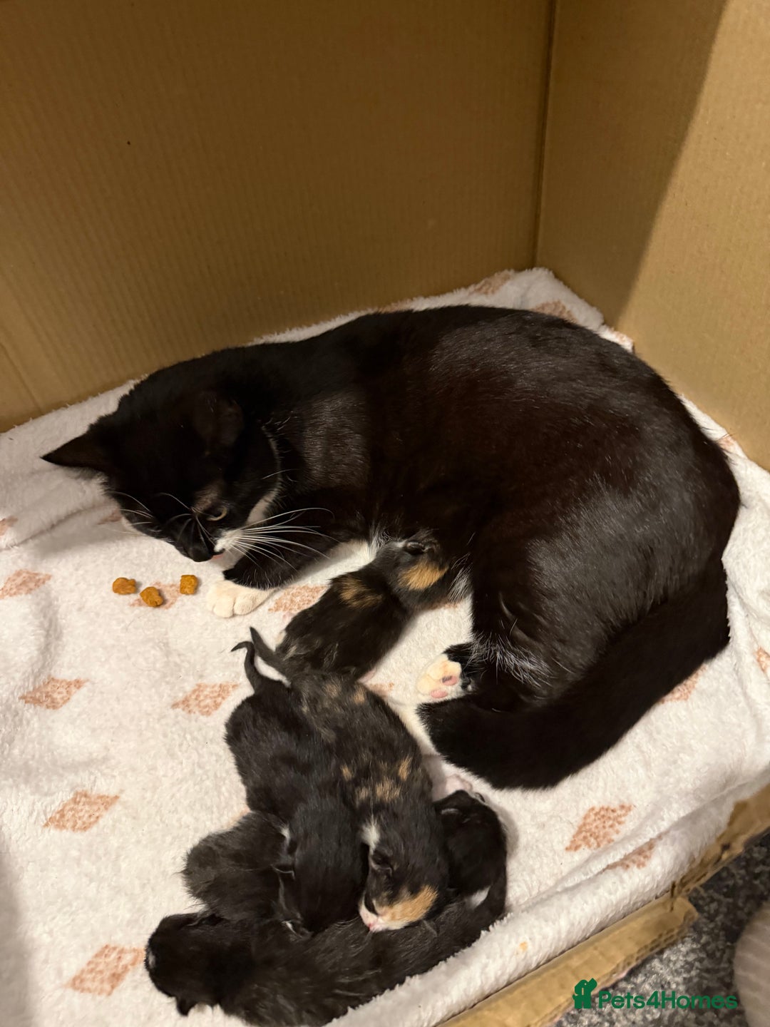 Mixed Breed cats for sale: Tuxedo and tabby kittens ready 2 February  - Advert 5