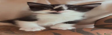 Ragdoll Kitten 4