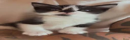 Ragdoll cats for sale: Beautiful litter of ragdolls - Advert 22