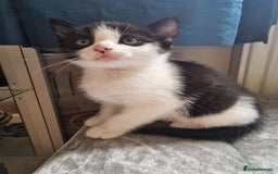 Mixed Breed cats for sale: 5 Gorgeous Tuxedo Kittens - Image 4
