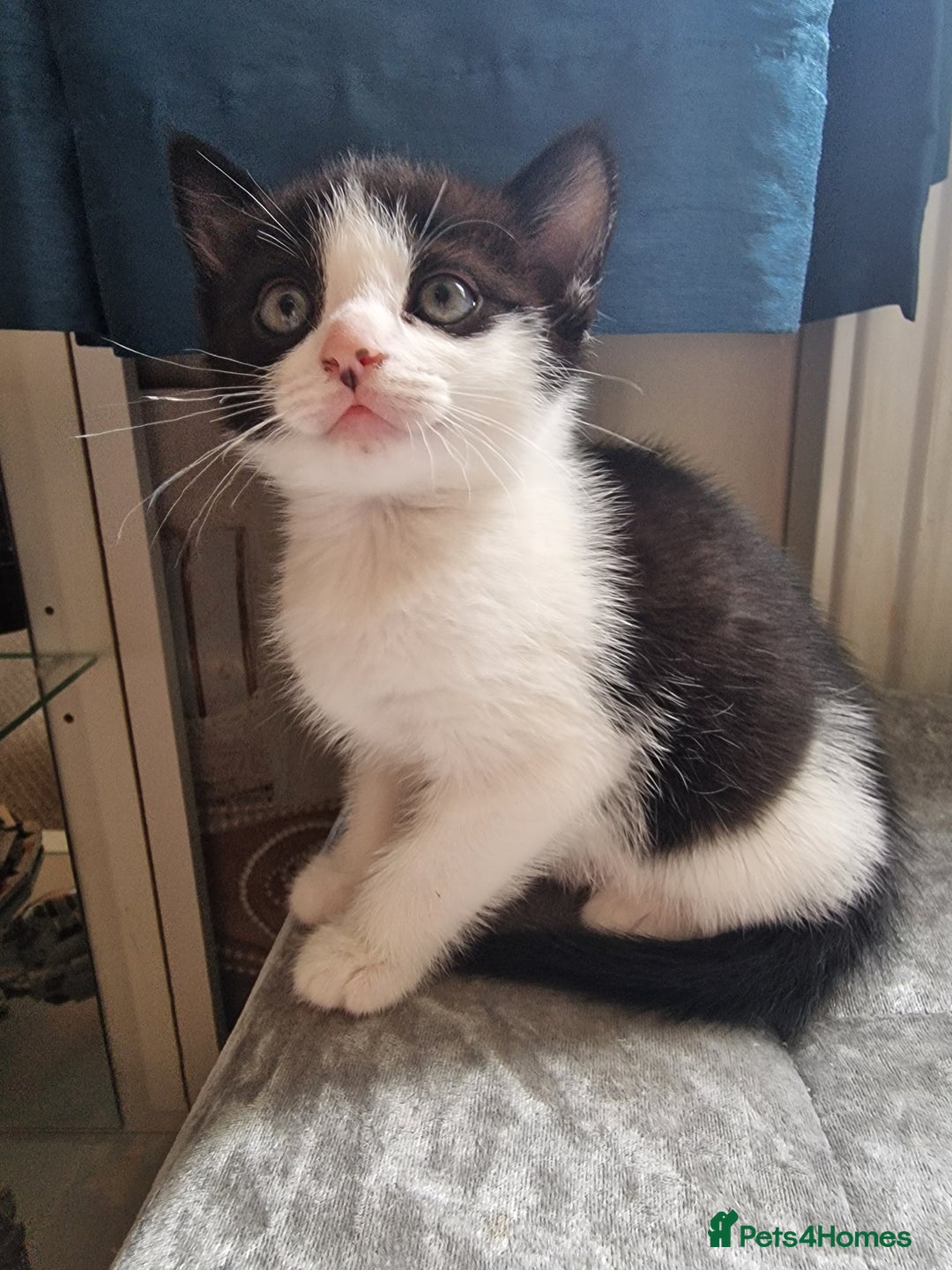 Mixed Breed cats for sale: 5 Gorgeous Tuxedo Kittens - Image 4