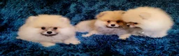 Pomeranian dogs for sale: Stunning KC Pomeranian Puppies for sale - Advert 11