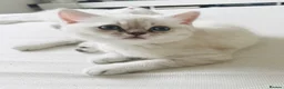 Scottish Fold cats for sale: Scottish fold and straight kittens - Advert 2