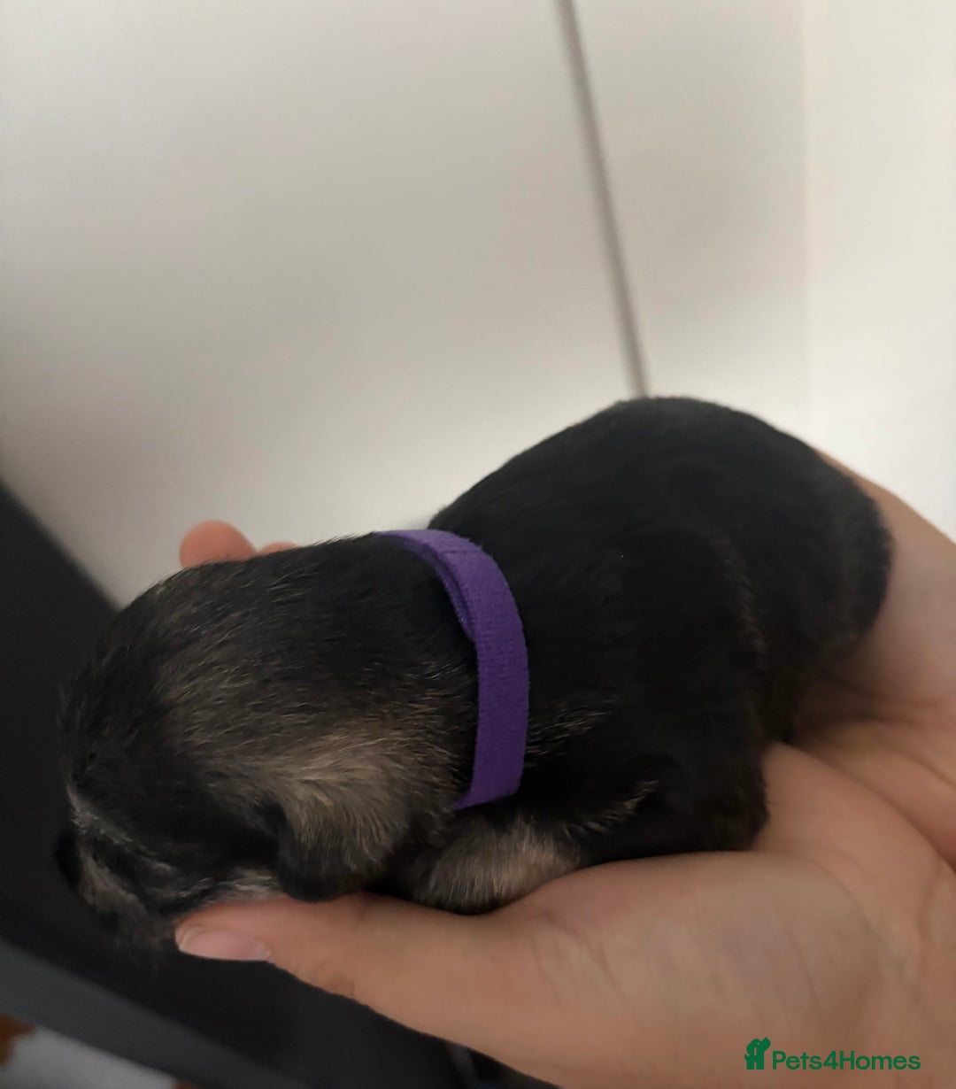Miniature Schnauzer dogs for sale: Beautiful kc reg salt and pepper schnauzer - Advert 3