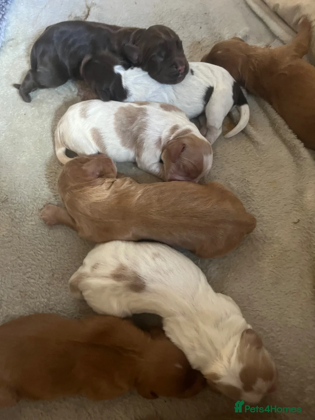 Cocker Spaniel dogs for stud: Proven Working Red Cocker Spaniel STUD - Advert 2