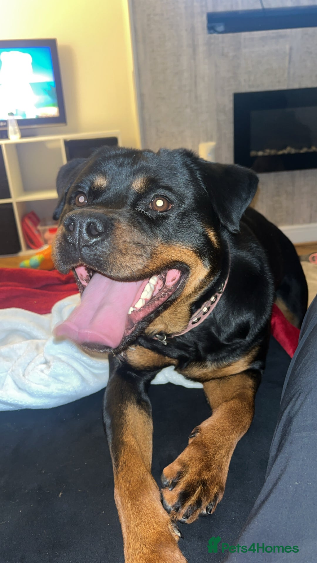 Rottweiler dogs for sale: 1 year old Rottweiler  - Advert 2