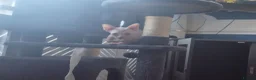 Sphynx cats for sale: I have two stunning kittens  - Advert 4