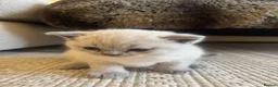 British Shorthair cats for sale: FULL PEDIGREE SHORTHAIR KITTENS IN THE COTSWOLDS - Advert 5