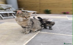 Mixed Breed cats for sale: Kittens ready to now - Image 5