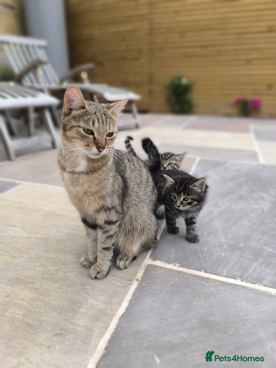 Mixed Breed cats for sale: Kittens ready to now - Image 5