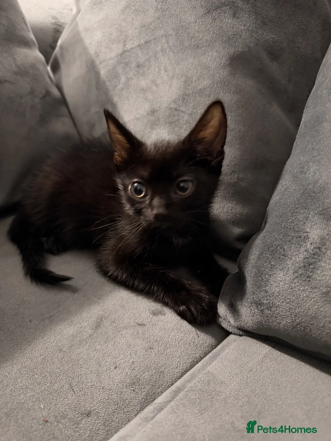 Mixed Breed cats for sale: Beautiful Black & White Kittens Ready Now 🐾 - Advert 16