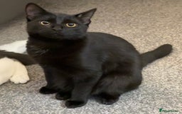 Mixed Breed cats for sale: 6 month old cat  - Image 2