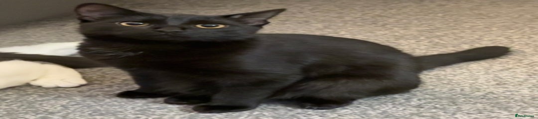 Mixed Breed Kitten 1