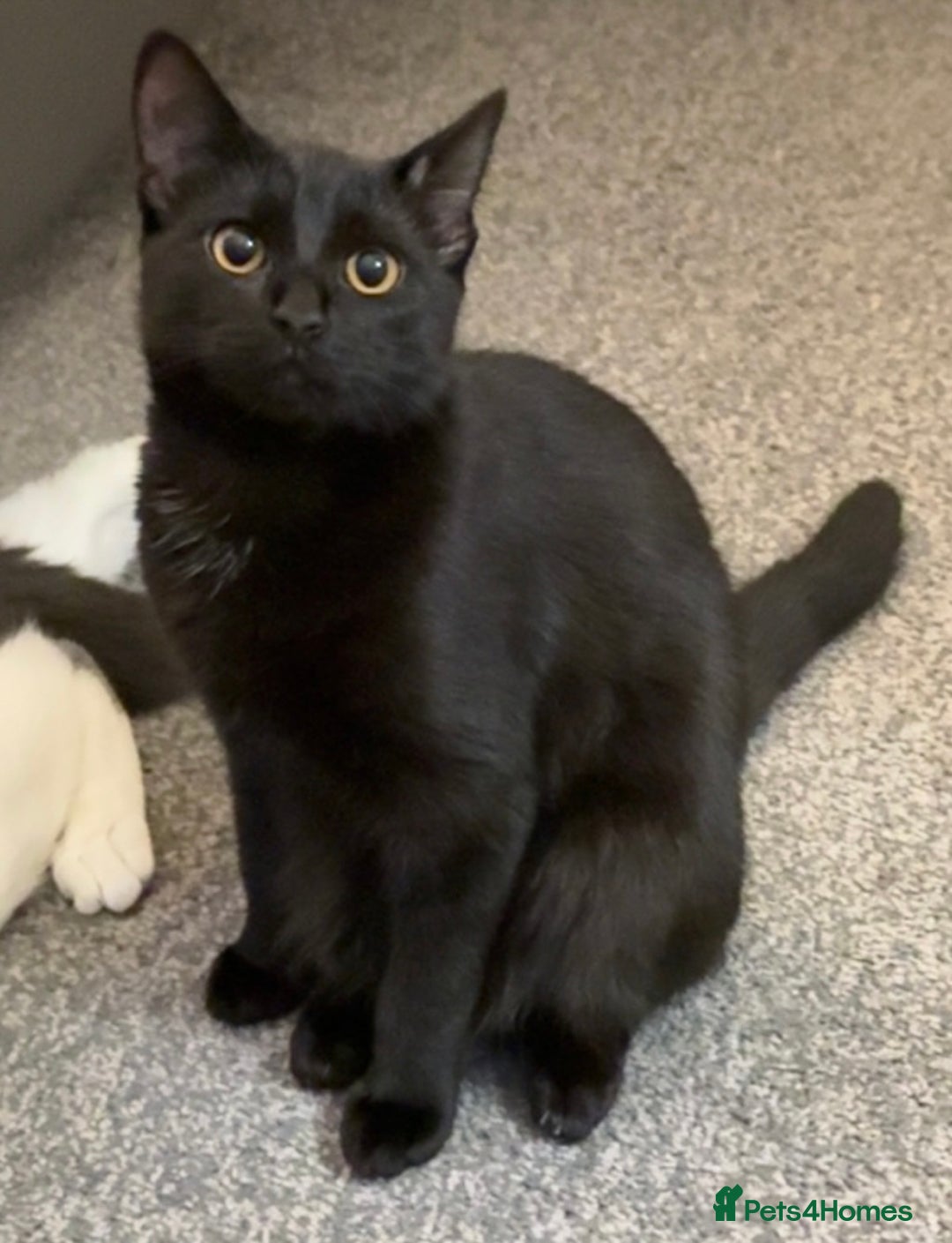 Mixed Breed cats for sale: 6 month old cat  - Image 2