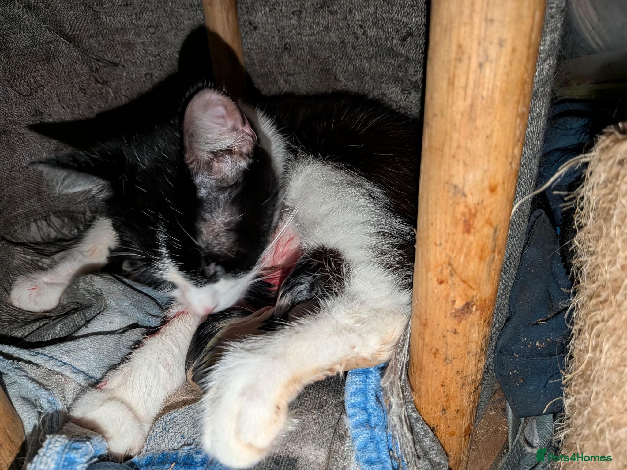Mixed Breed cats Loving female kitten - Advert 3