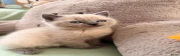 British Shorthair cats for sale: Beautiful British shorthair For Sale  - Advert 8