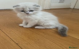 Scottish Fold cats for sale: Scottish fold kittens  - Image 12