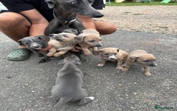 Whippet dogs for sale: Whippet puppies  - Image 2