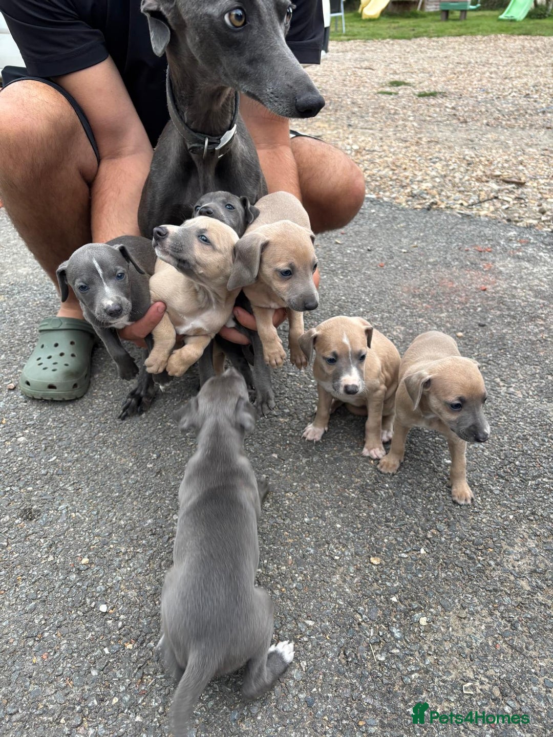 Whippet dogs for sale: Whippet puppies  - Image 2