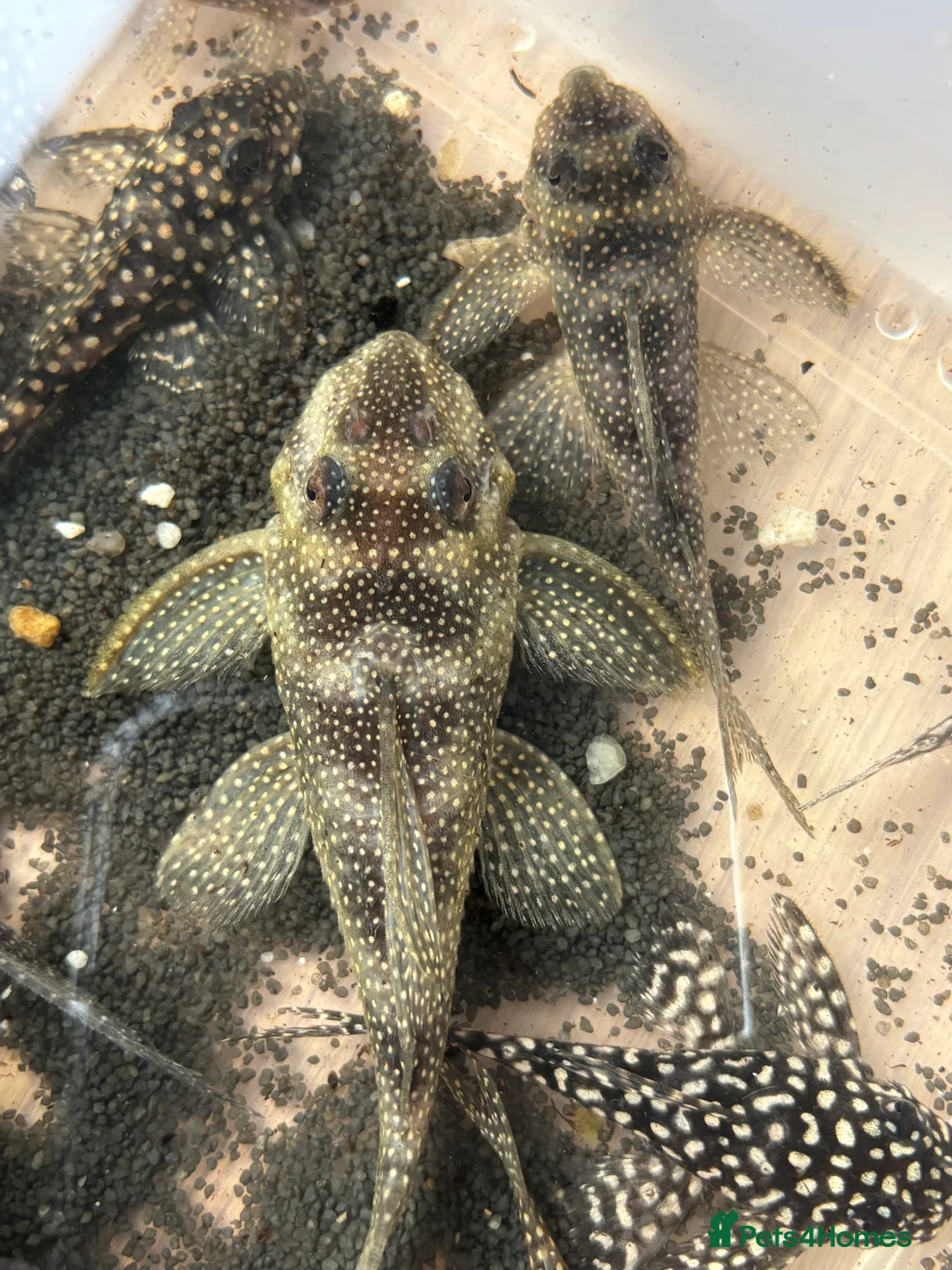 Plecos fish for sale: L136b-c grades. Young to adults.  - Advert 1