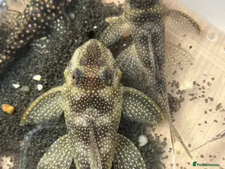 Plecos fish L136b-c grades. Young to adults. - Advert 2