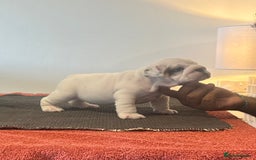English Bulldog dogs for sale: Kc reg Show quality puppies available  - Image 5