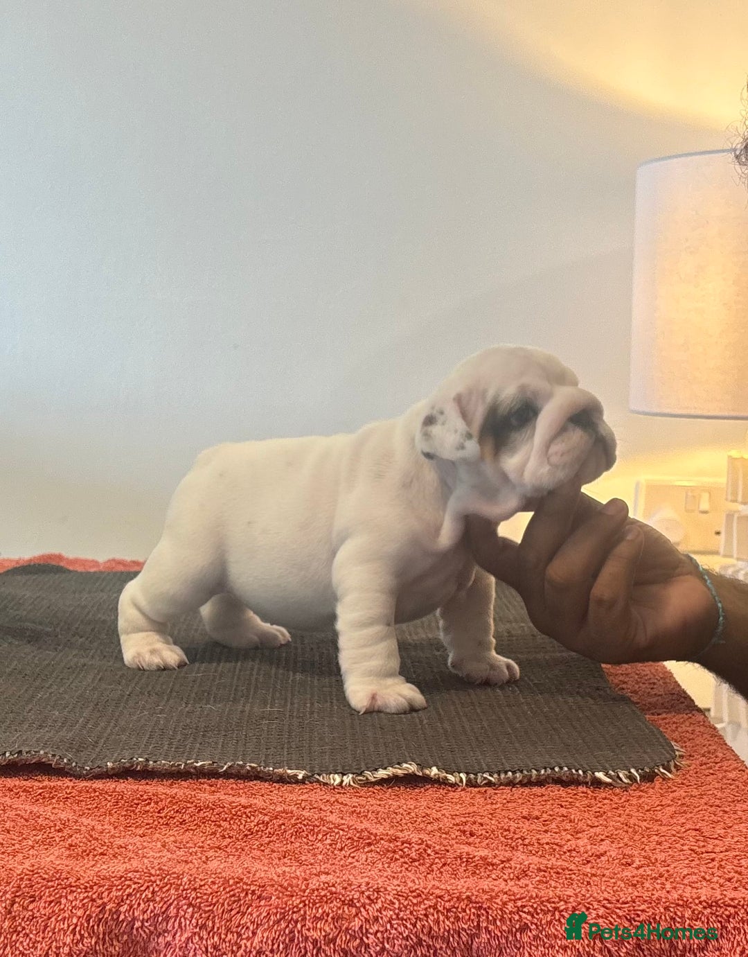 English Bulldog dogs for sale: Kc reg Show quality puppies available  - Image 5