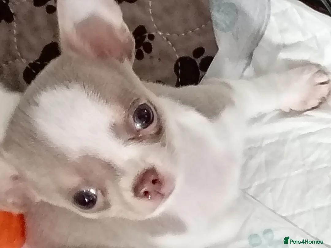 Chihuahua dogs for sale: Chihuahua puppy REDUCED PRICE - Advert 2