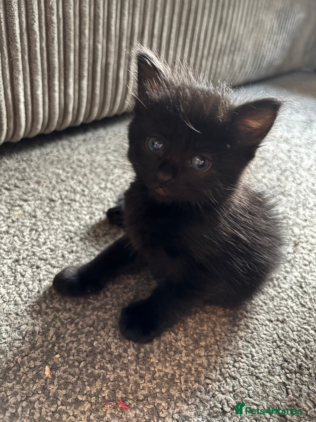 Mixed Breed cats for sale: 4 boy kittens left - Image 6
