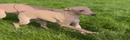 Italian Greyhound dogs for sale: Stunning KC Italian Greyhound Boy Low COI 0.5% - Advert 12