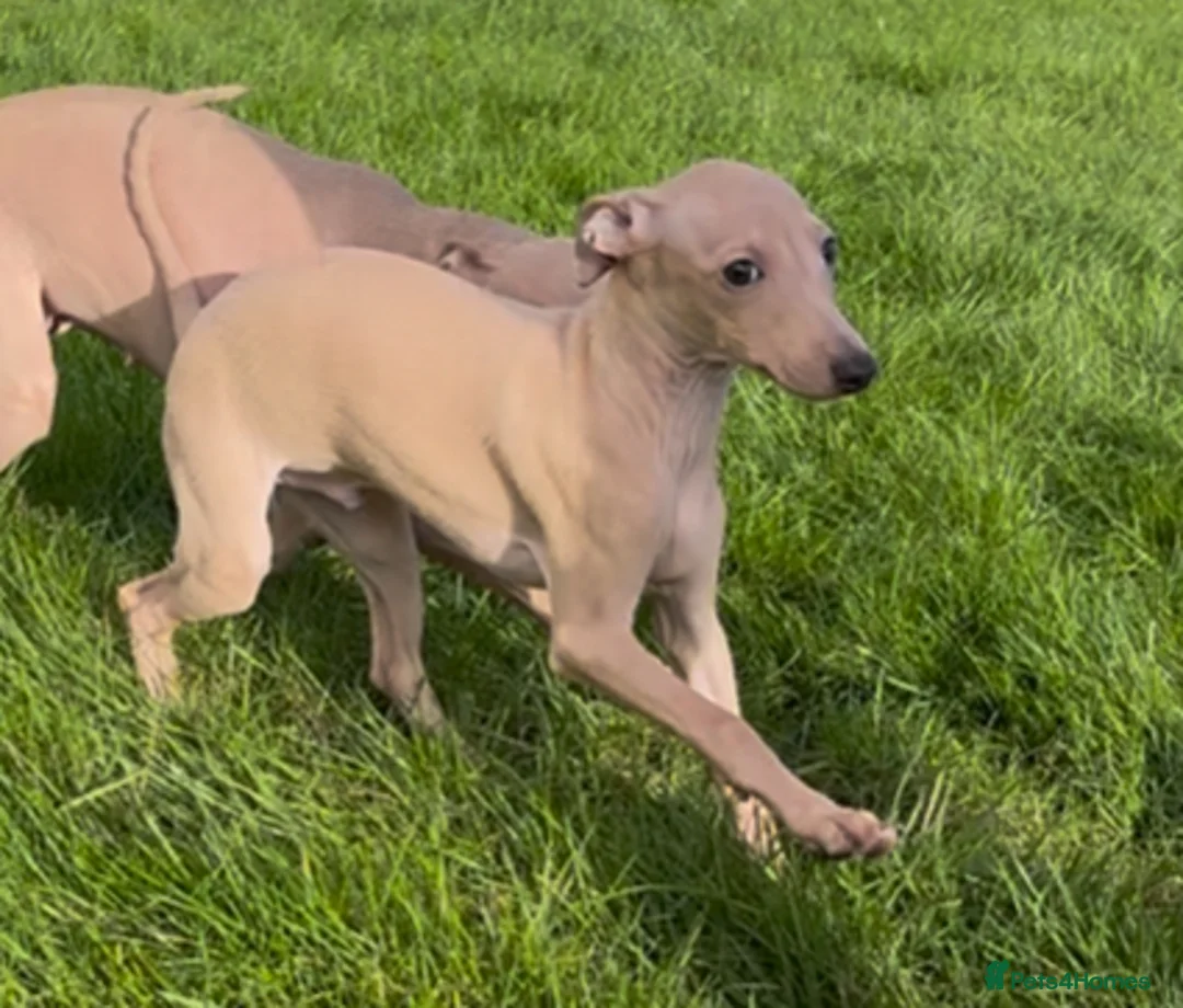 Italian Greyhound dogs for sale: Stunning KC Italian Greyhound Boy Low COI 0.5% - Advert 12