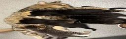 Mixed Breed cats for sale: 6 kittens mixed litter - Advert 2
