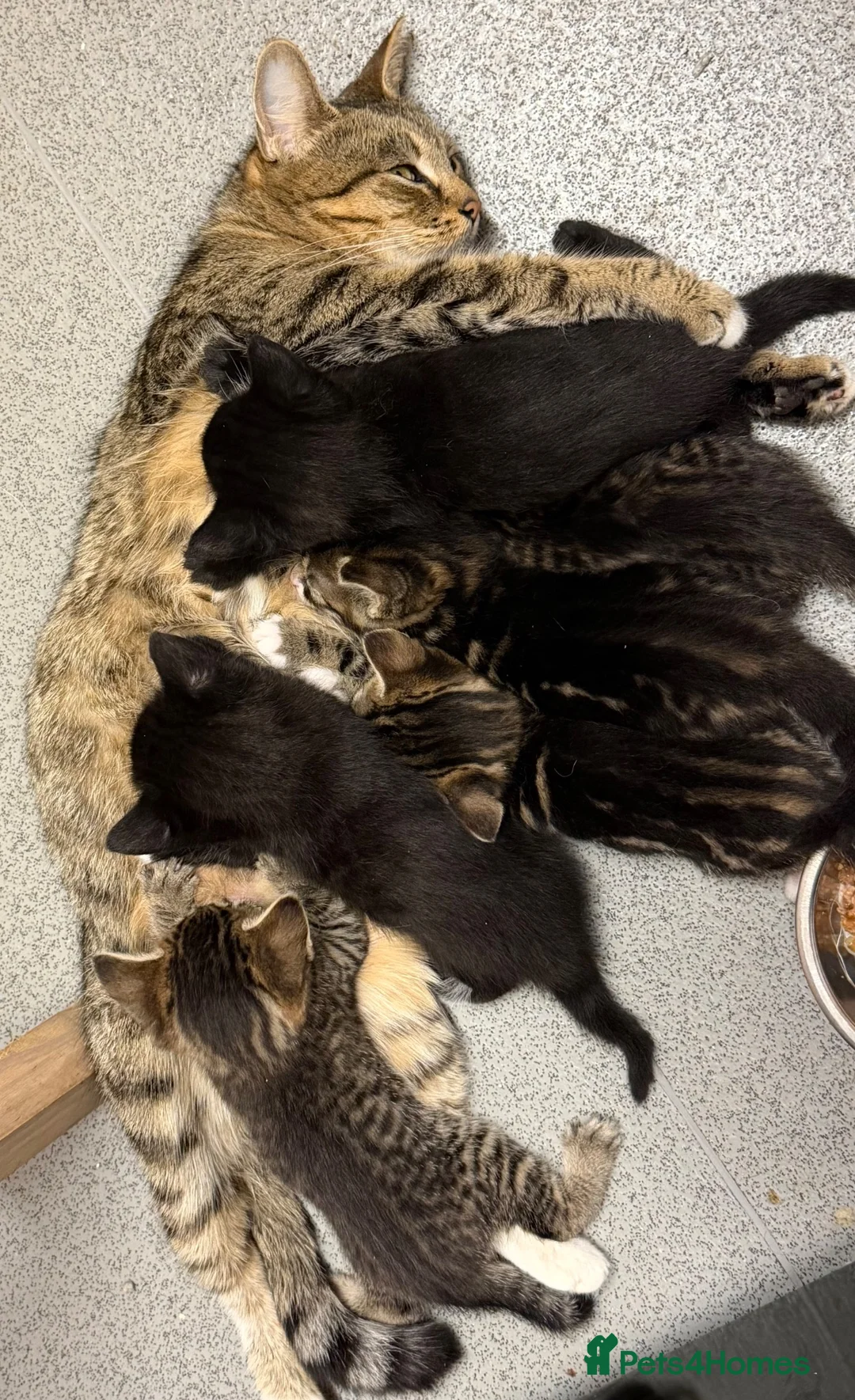 Mixed Breed cats for sale: 6 kittens mixed litter - Advert 2