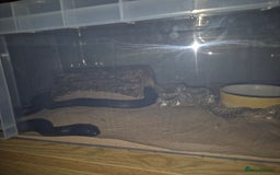 Corn Snake reptiles for sale: Cornsnakes and Mexican black king snake for sale  - Image 2