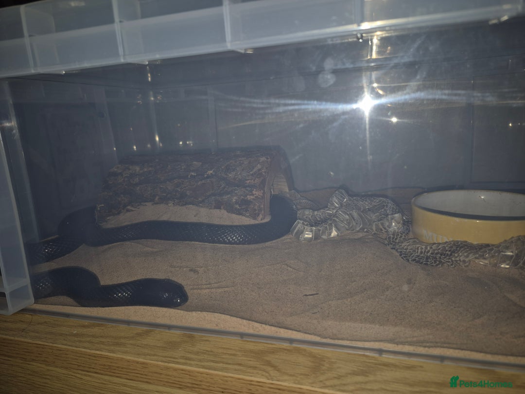 Corn Snake reptiles for sale: Cornsnakes and Mexican black king snake for sale  - Image 2
