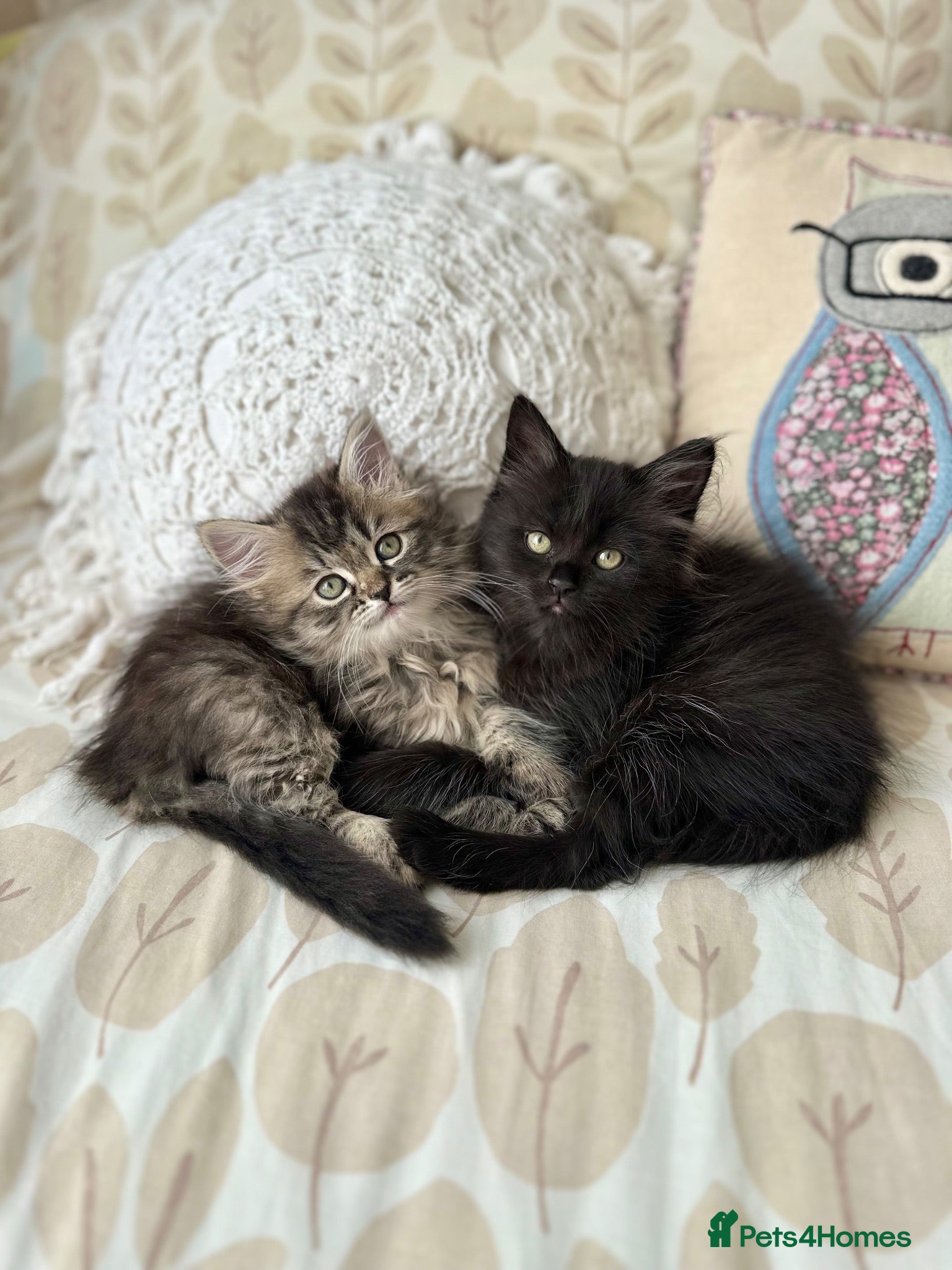Siberian cats Beautiful Siberian Kittens - Advert 1