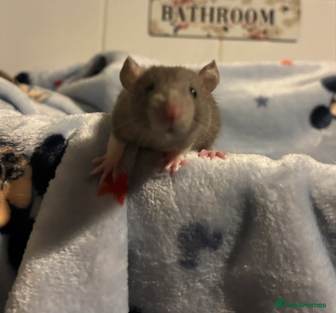 Rat rodents for sale: Gorgeous boys available now! - Advert 1