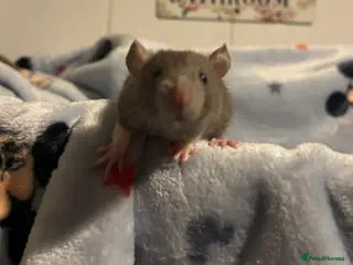 Rat rodents Gorgeous boys available now! - Advert 1